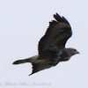 Buzzard