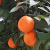 Bitter orange (Νερατζιά)
