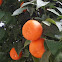 Bitter orange (Νερατζιά)