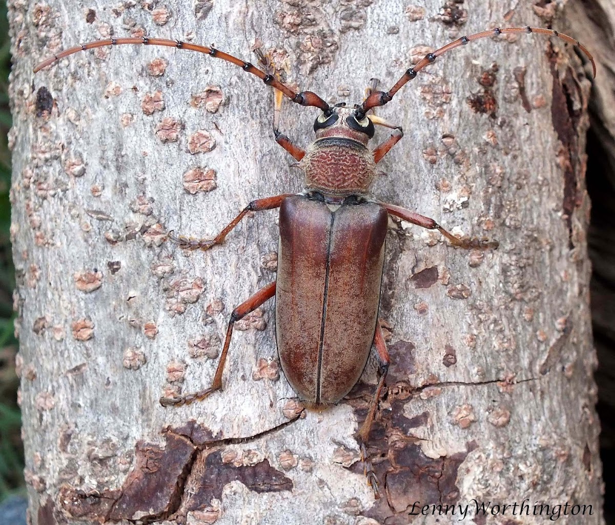 Cashew Stem Borer Project Noah