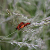 Common Red Soldier Beetle - Páteříček žlutý