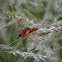 Common Red Soldier Beetle - Páteříček žlutý
