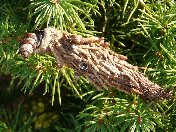 Evergreen Bagworm Moth Caterpillar Project Noah