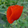 Red Poppy