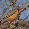 Kurrichane Thrush