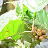 Fruta del bosque (Rubiaceae)