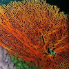 Red sea fan coral