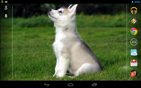 Cute husky puppy