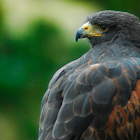 Harris's Hawk