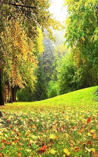 How to download Forest Live Wallpaper lastet apk for pc