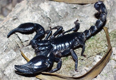 Black or Emperor Scorpion