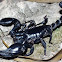 Black or Emperor Scorpion