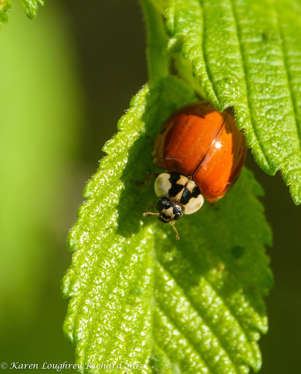 Asian multi-color lady beetle