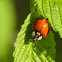 Asian multi-color lady beetle