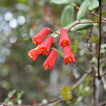 Plants of Ecuador