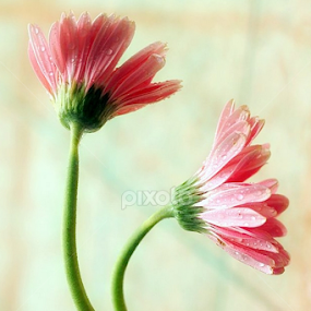 by Evi  Dellas Octavia - Flowers Flower Arangements