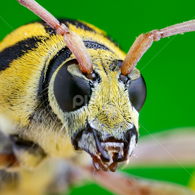 Longhorn Beetle Profile by Percy Photography - Animals Insects & Spiders