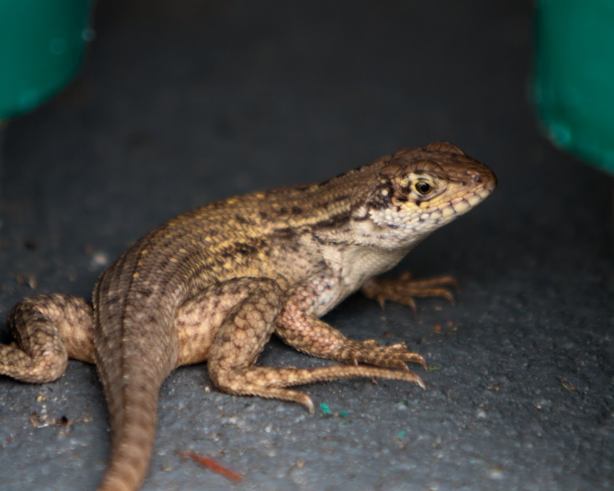 Northern Curlytail Lizard