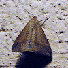 Small Mocis Moth