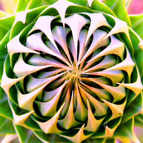 by Adnan Mirani - Nature Up Close Other plants