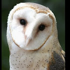 Barn owl