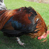 Styrian Roosters