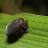 Melolonthinae beetle