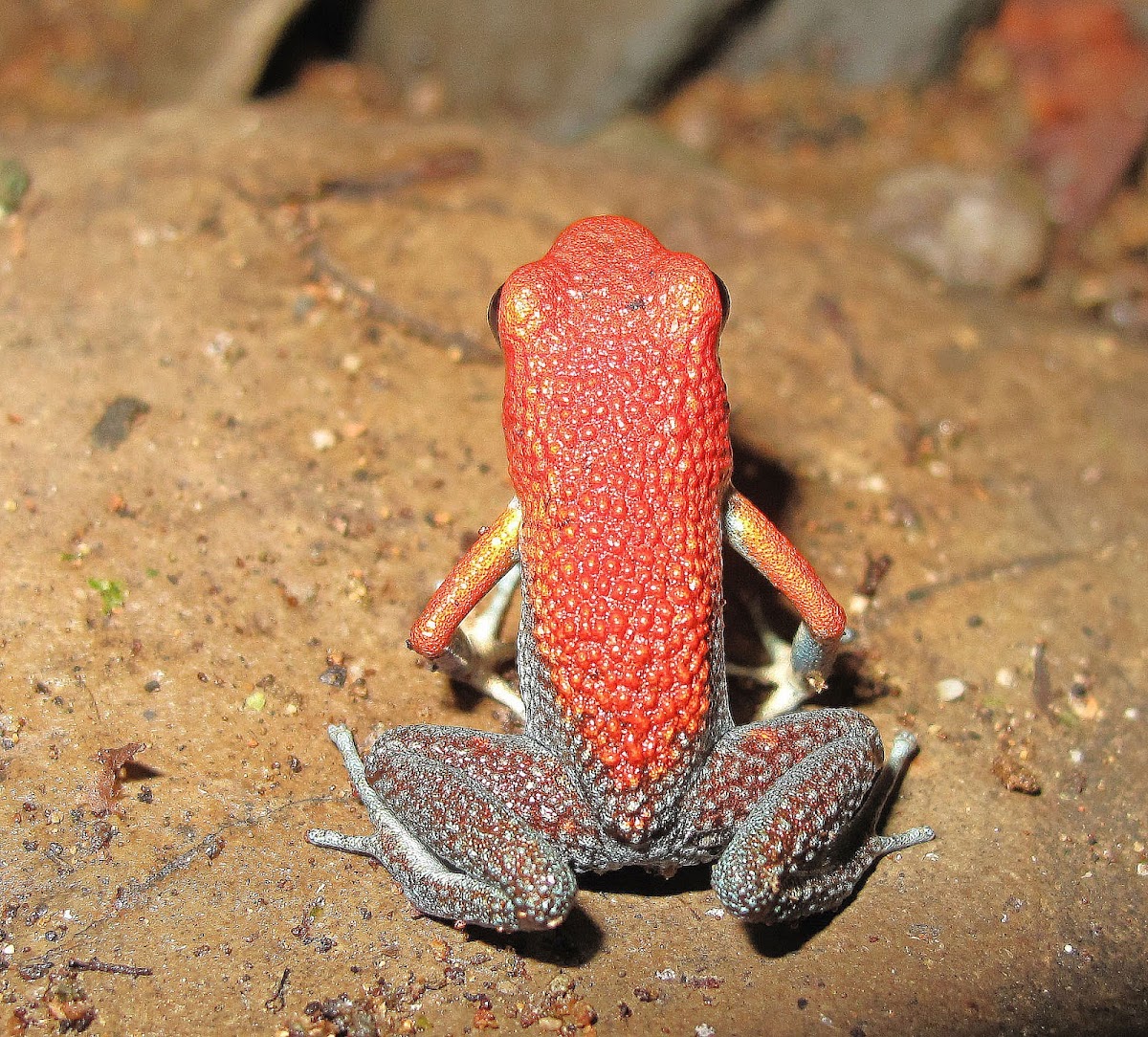 Red and Green Dart Frog