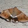 Castor Oil Semi-Looper moth