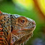 iguana #pixoto by Darius Hariyanto -  