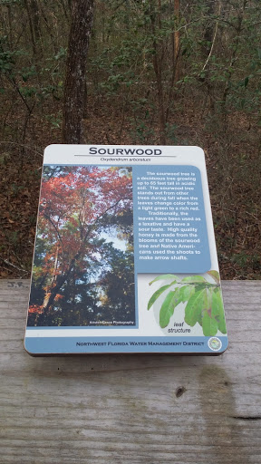 Sourwood