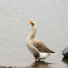 Domestic Chinese x Graylag Goose hybrid