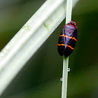 Two-Lined Spittlebug