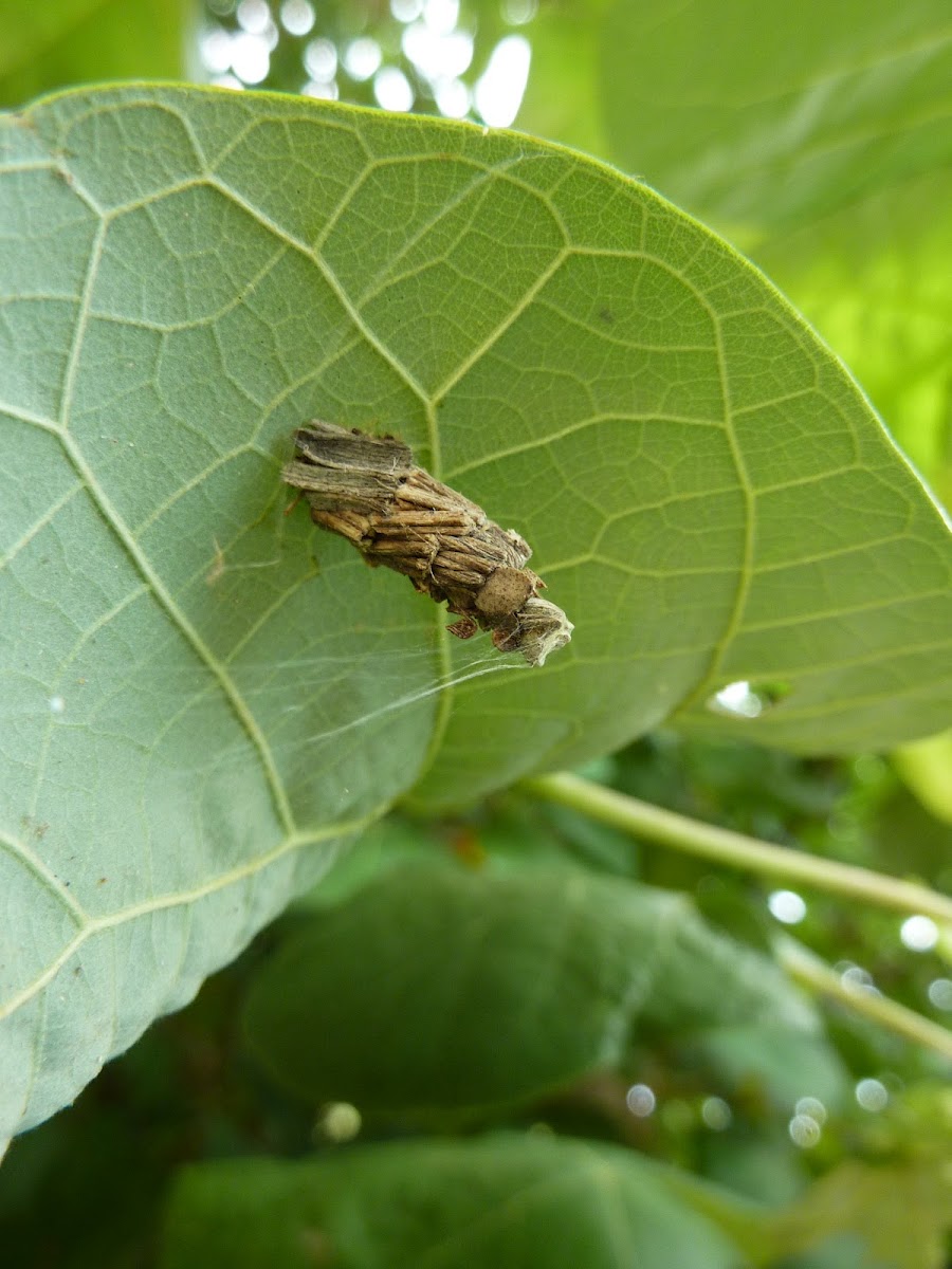Case moth pupa
