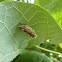 Case moth pupa