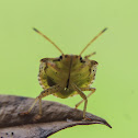 Green stink bug nymph (late instar)