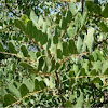 Algarrobo. Carob tree