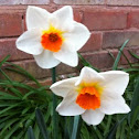 Daffodils (Orange and White)