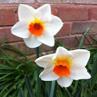 Daffodils (Orange and White)