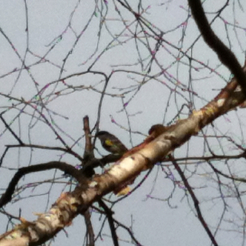 Eastern yellow-rumped warbler