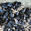 Blue Mussels