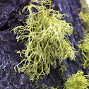 Wolf Lichen