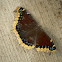 Mourning Cloak