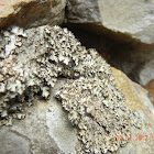 Lichen