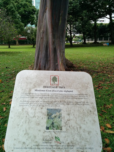Heritage Tree - Mindanao Gum