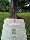 Heritage Tree - Mindanao Gum