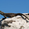 Southern Rock Agama