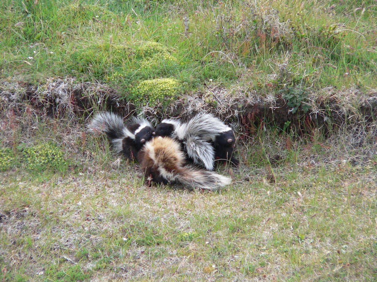 Humboldt's hog-nosed skunk, Patagonian hog-nosed skunk