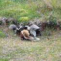 Humboldt's hog-nosed skunk, Patagonian hog-nosed skunk