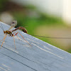 Ichneumon Wasp